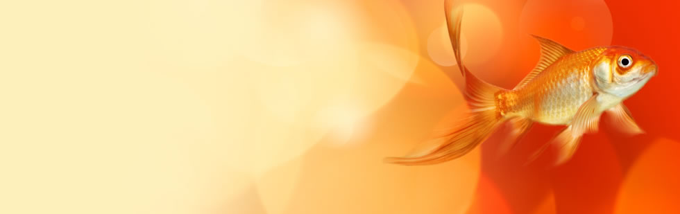 Do you need a programmer to extend your team?